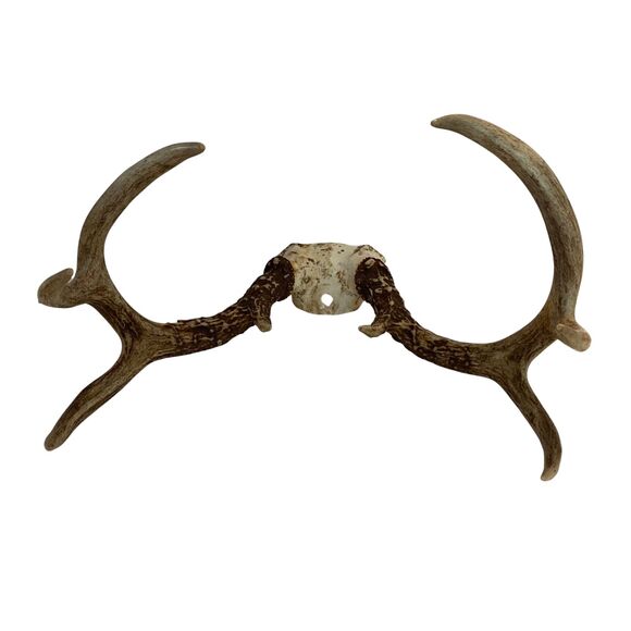 Wild 8 Point Whitetail Deer Antlers Rack Skull Plate Mount Man Cave Decor - Picture 4 of 4